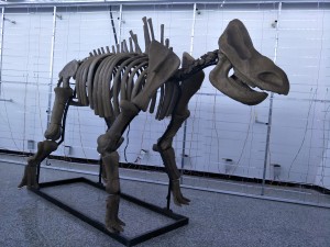 北京恐龙骨架IMG20170811141659