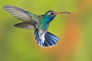 Broad-Billed Hummingbird (Male), Santa Rita Lodge, Madera Canyon, Near Green Valley, Arizona