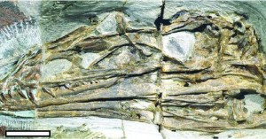 the-long-and-narrow-dinosaur-skull-is-similar-to-a-velociraptors-a-shape-that-is-unique-among-othe