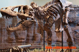 T rex skeleton